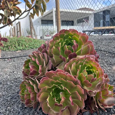 Bio La Asomada Tías